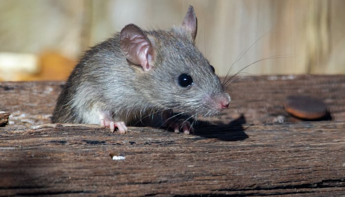 rat Quotes