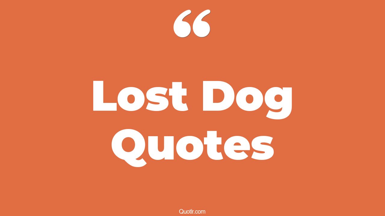 42+ Passioned Lost Dog Quotes That Will Unlock Your True Potential
